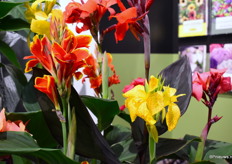 Takii toonde onder anderen 2 nieuwe soorten in de Cannova serie. De red Golden Flame en de Leopard.